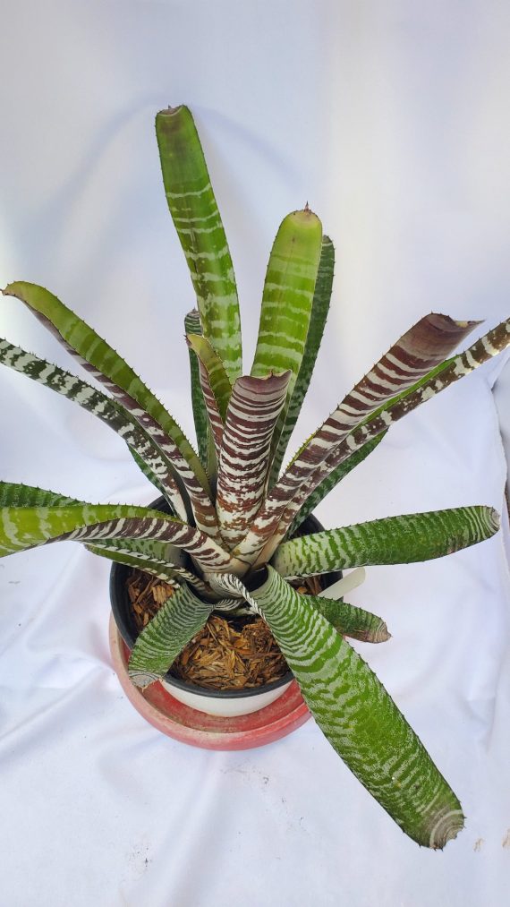 Chocolate Vanilla Bromeliad - Image 2