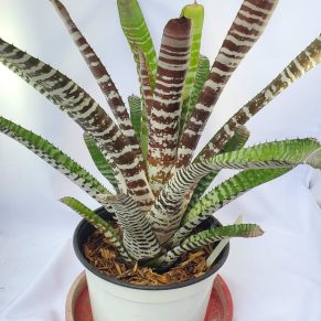 Chocolate Vanilla Bromeliad