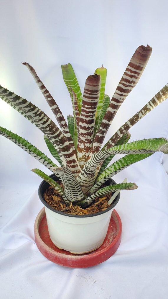 Chocolate Vanilla Bromeliad
