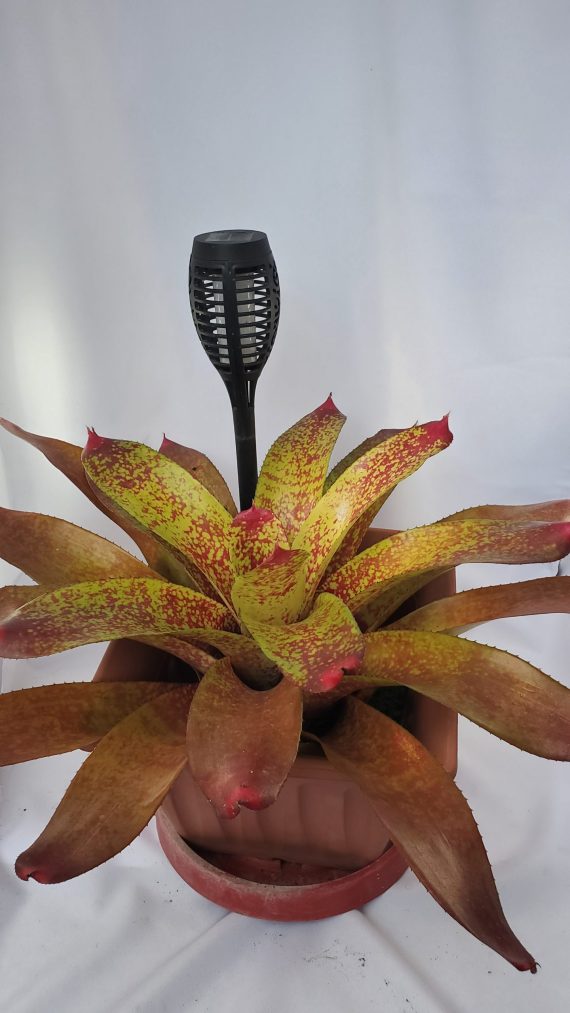 Big Rose Bromeliad - Image 2