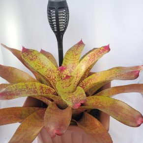 Big Rose Bromeliad