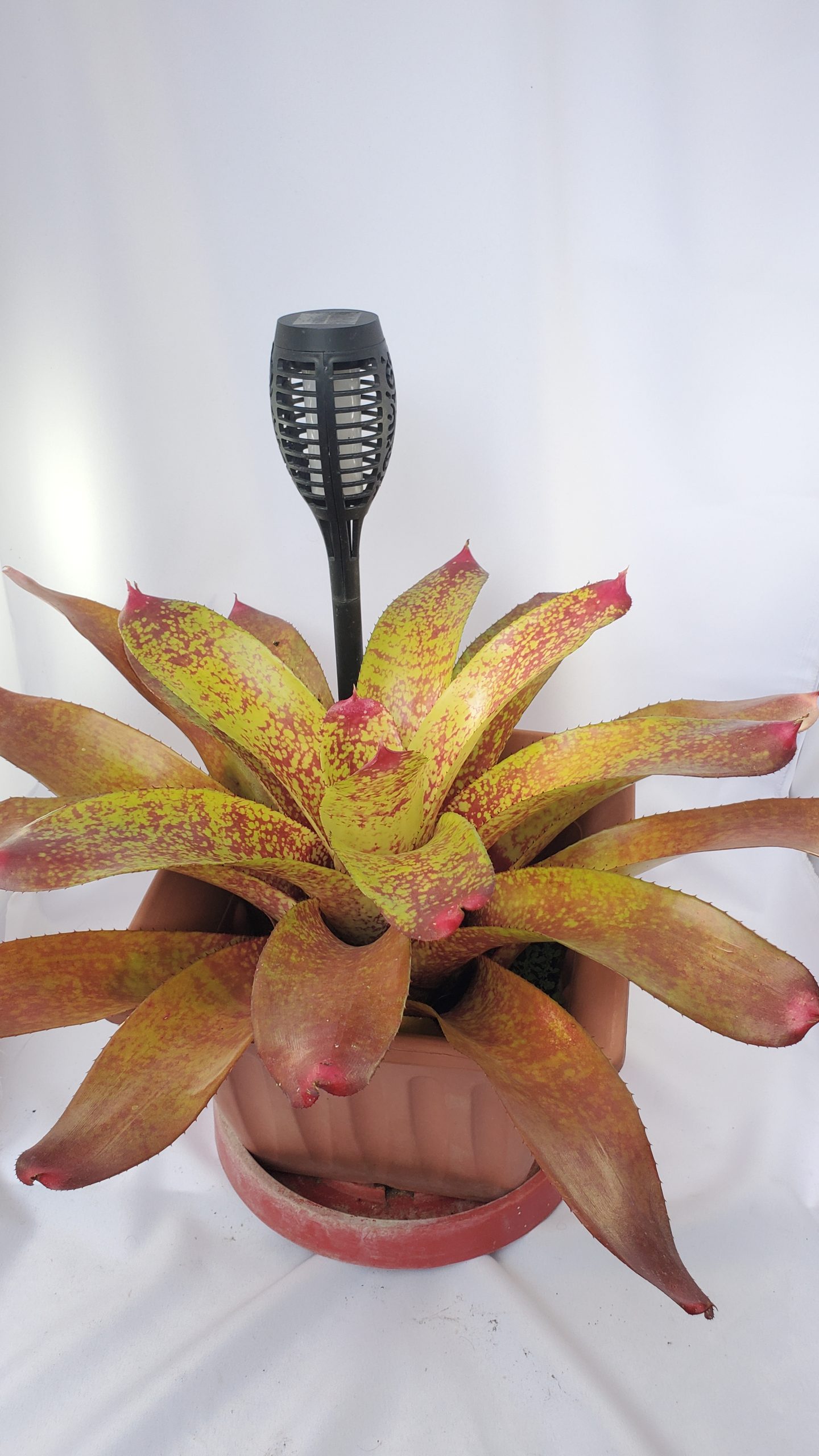 Big Rose Bromeliad