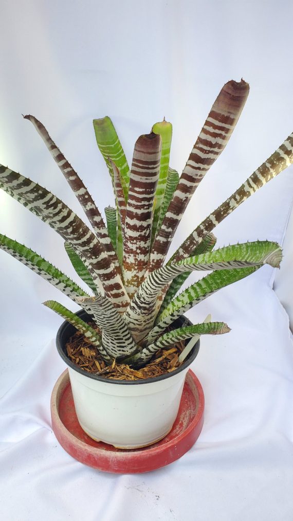 Chocolate Vanilla Bromeliad - Image 3