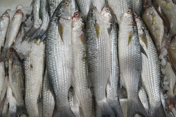 FISH/ SEAFOOD/ AQUACULTURE